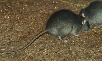 A rat infestation is a real problem in parts of Newry