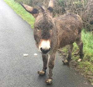 This donkey was reported to be a hazard to the public.