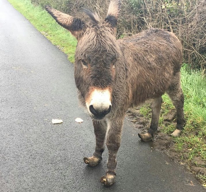 This donkey was reported to be a hazard to the public.