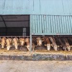 Feeding time in south Armagh, March 2017. Photo by Tara Morgan