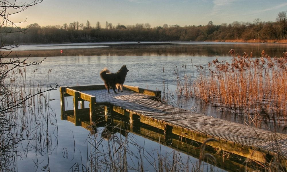 Loughgall Country Park by Tina Sterritt-Coulter