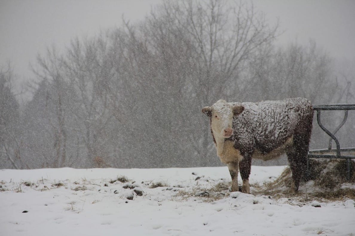 Farming snow