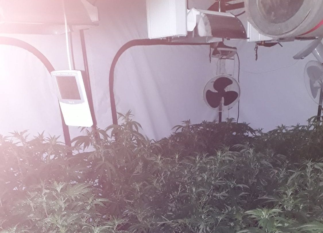 Culloville cannabis factory