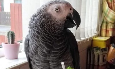 Missing parrot