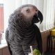 Missing parrot