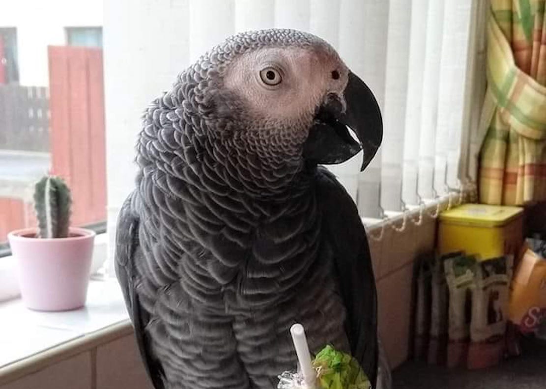 Missing parrot