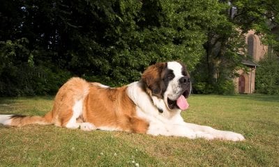 st-bernard