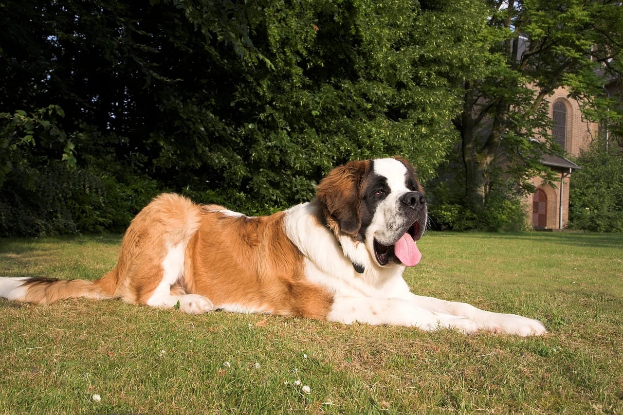 st-bernard