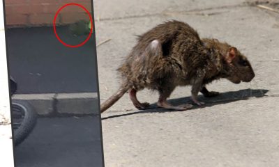 Street-rat