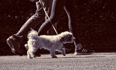 Woman walking dog