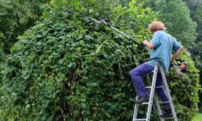 Hedge cut