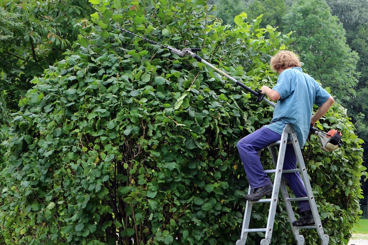 Hedge cut