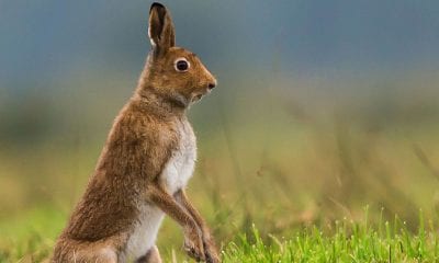 Hare on the Alert Exhibition