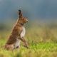 Hare on the Alert Exhibition