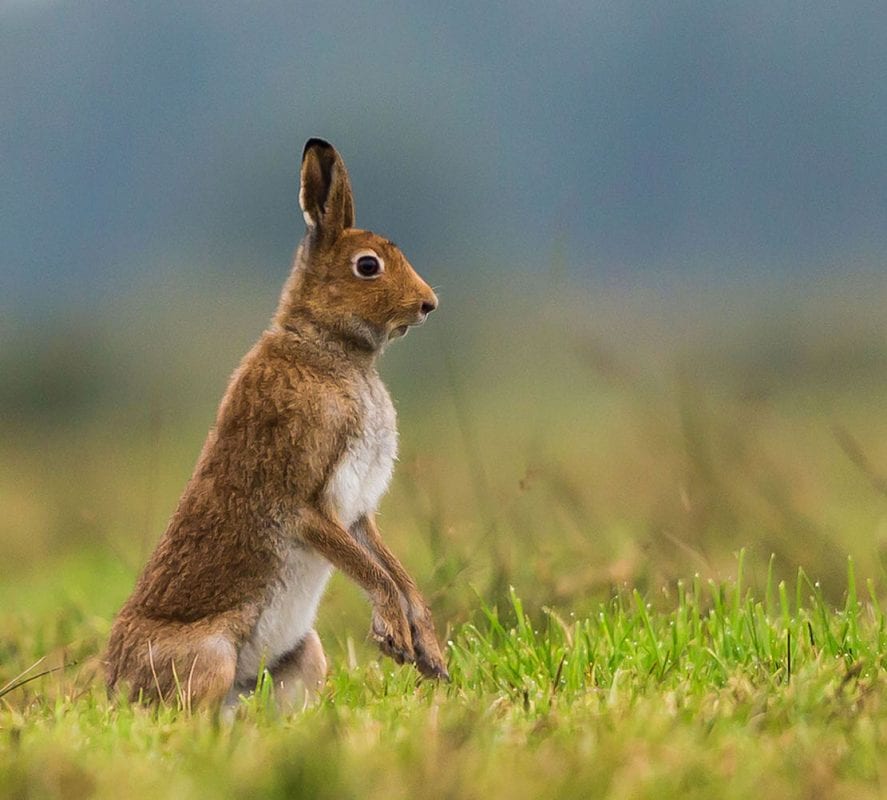 Hare on the Alert Exhibition