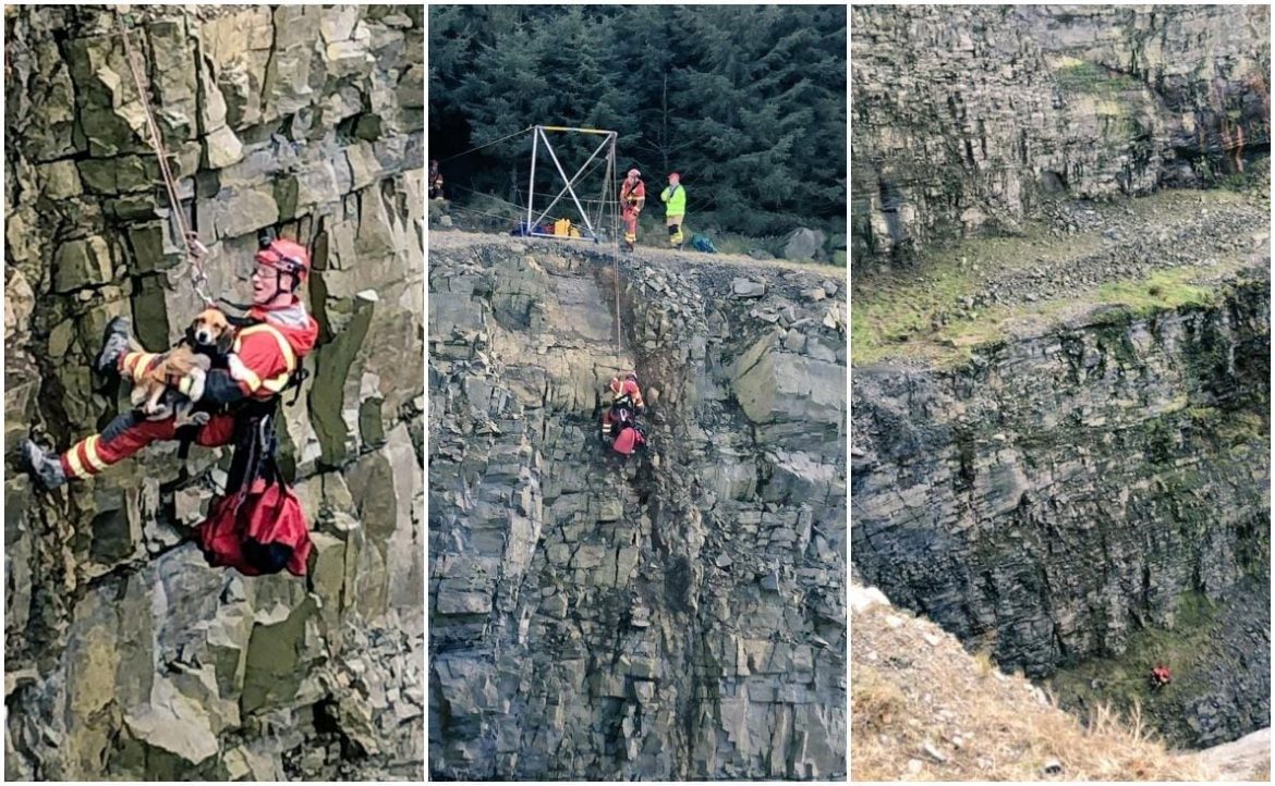 Dog rescue quarry Newtownhamilton