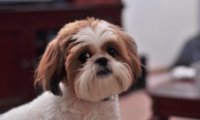 Shih Tzu