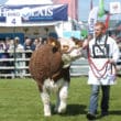 Balmoral Show