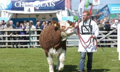 Balmoral Show