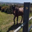 Injured horse