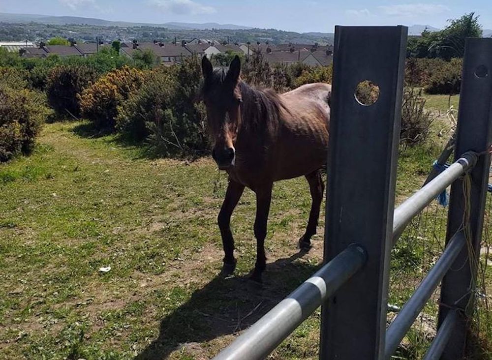 Injured horse