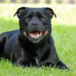 Staffordshire Bull Terrier