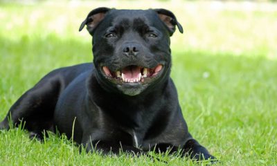 Staffordshire Bull Terrier