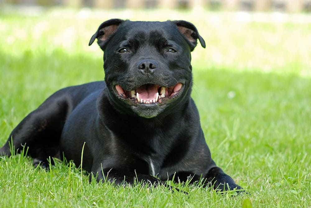 Staffordshire Bull Terrier