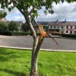 Crossmaglen trees