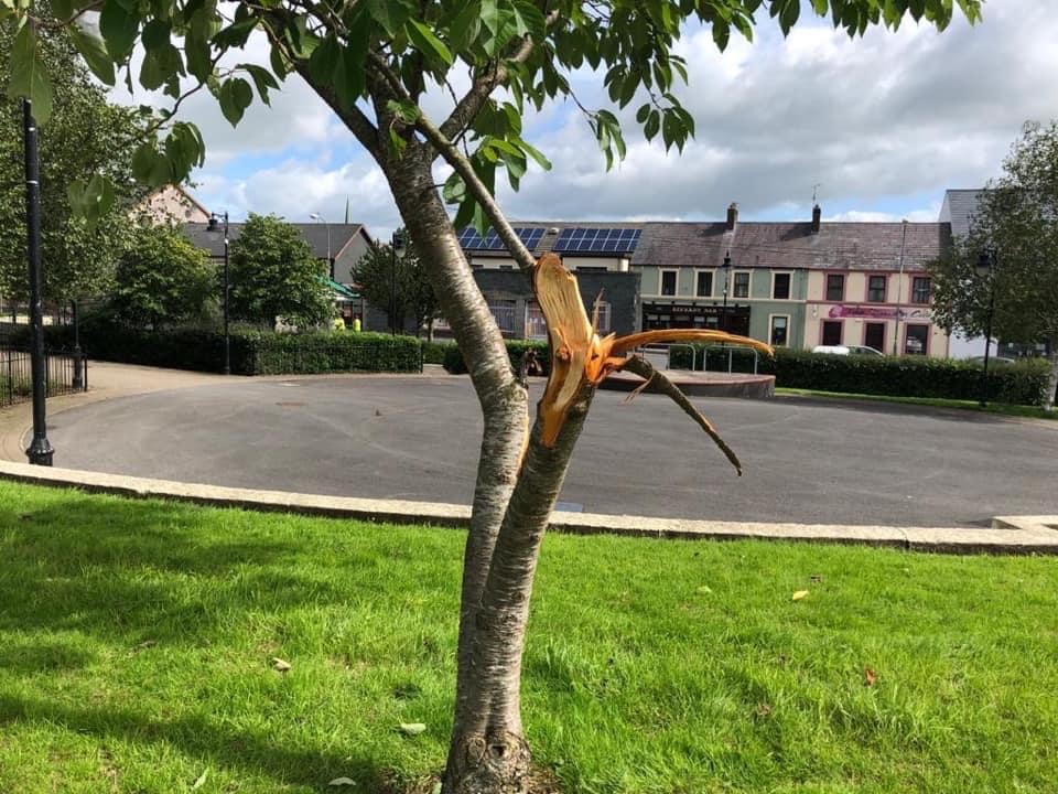 Crossmaglen trees