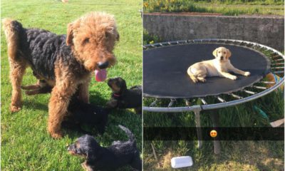 Stolen dogs Keady