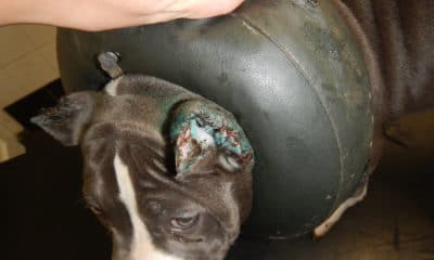 Injured dog