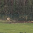 Trees felled College Fields Armagh