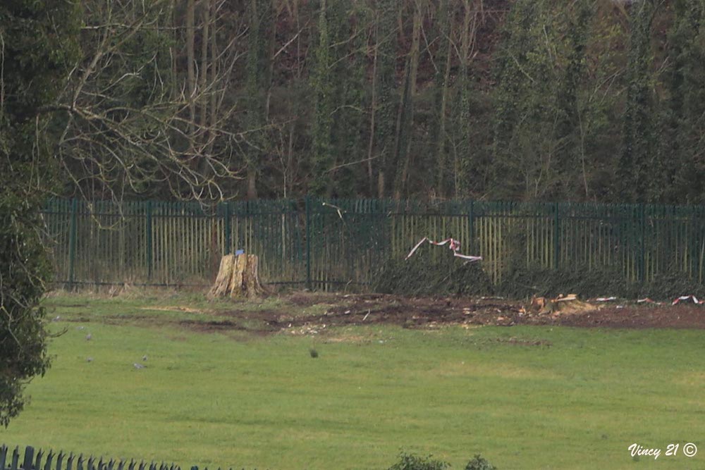 Trees felled College Fields Armagh