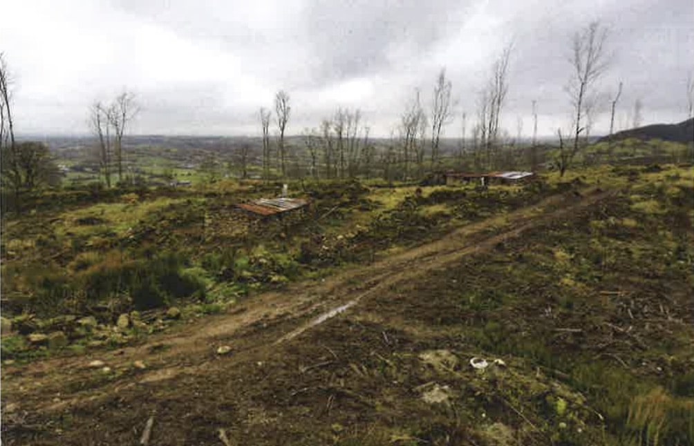 Glendesha Forest in Forkhill