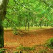 Tardee Forest by Albert Bridge