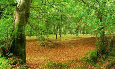 Tardee Forest by Albert Bridge