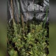 Cannabis factory Armagh