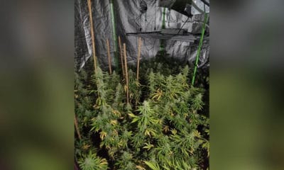 Cannabis factory Armagh