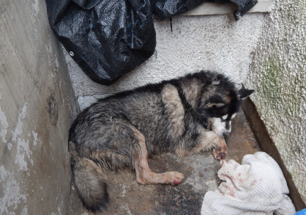 Portadown man pleads guilty to animal welfare offences