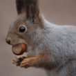 grey squirrel