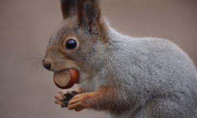 grey squirrel