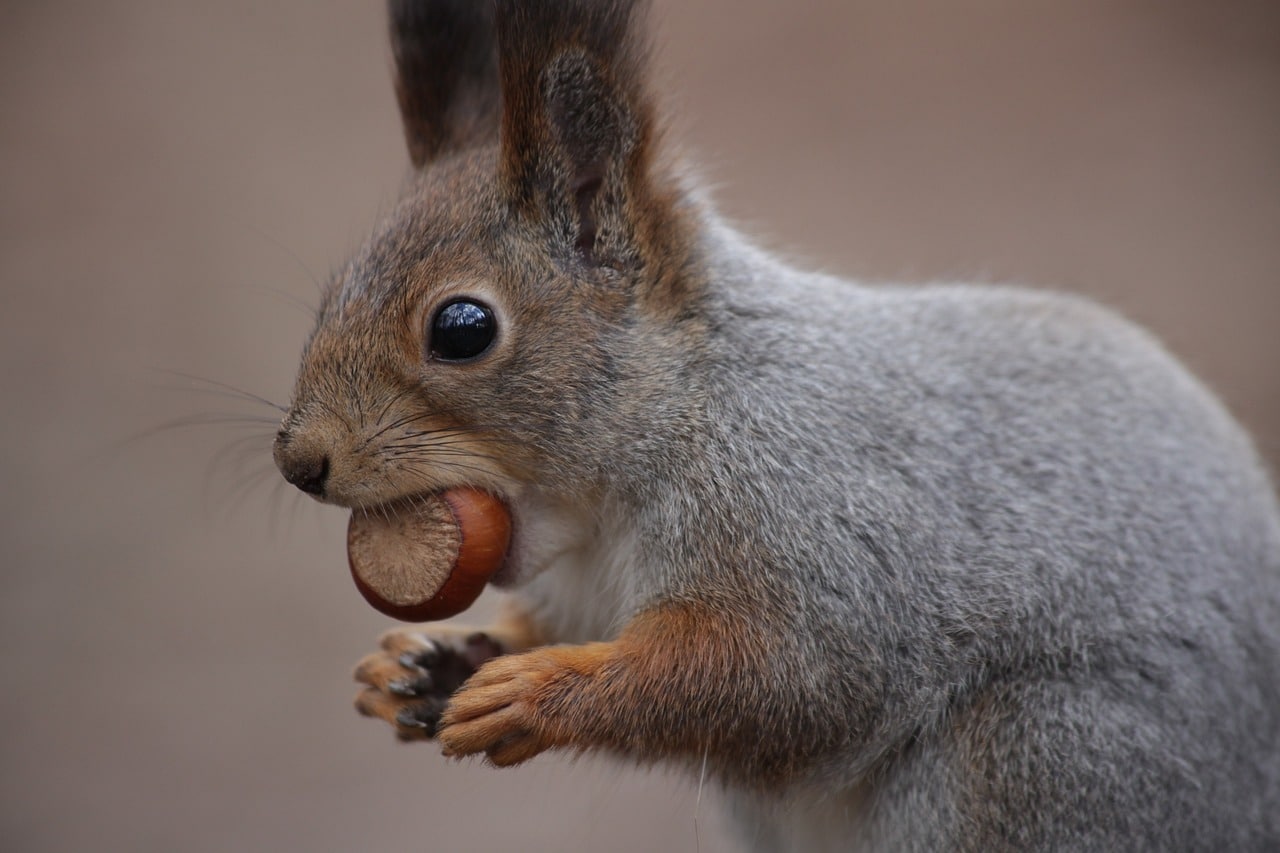 grey squirrel