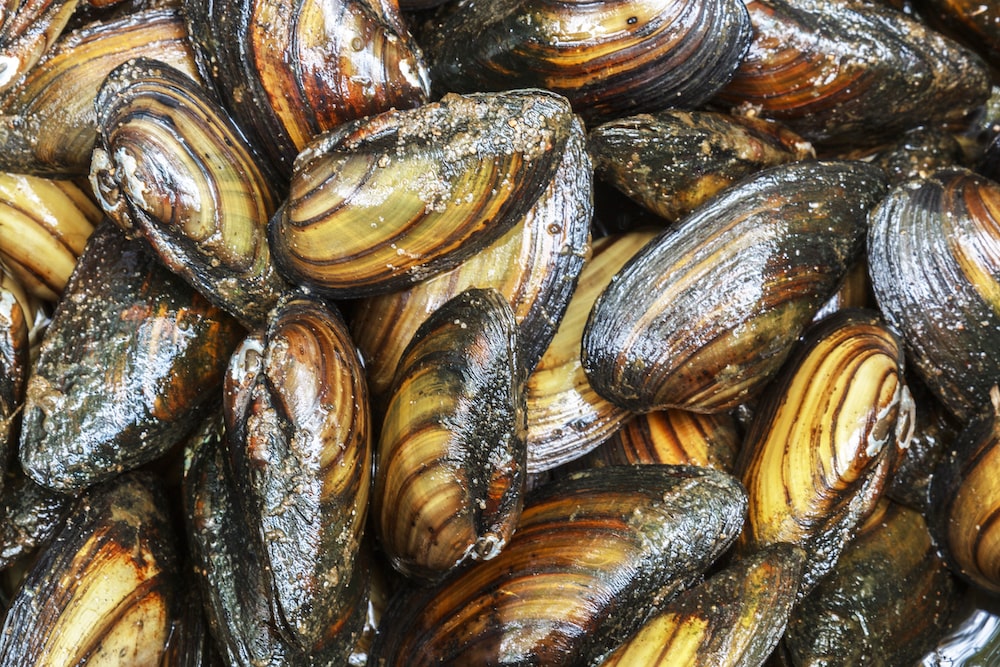 zebra mussels