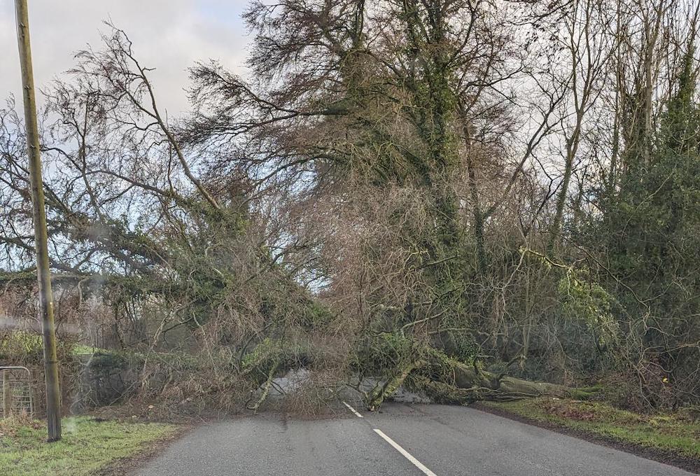 Fallen tree on Battleford Road Armagh