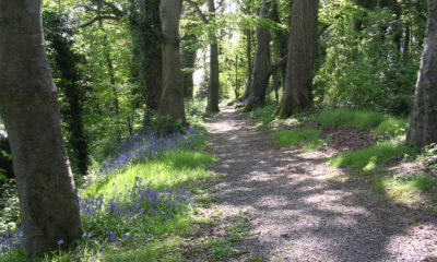 Huntly Wood, Banbridge