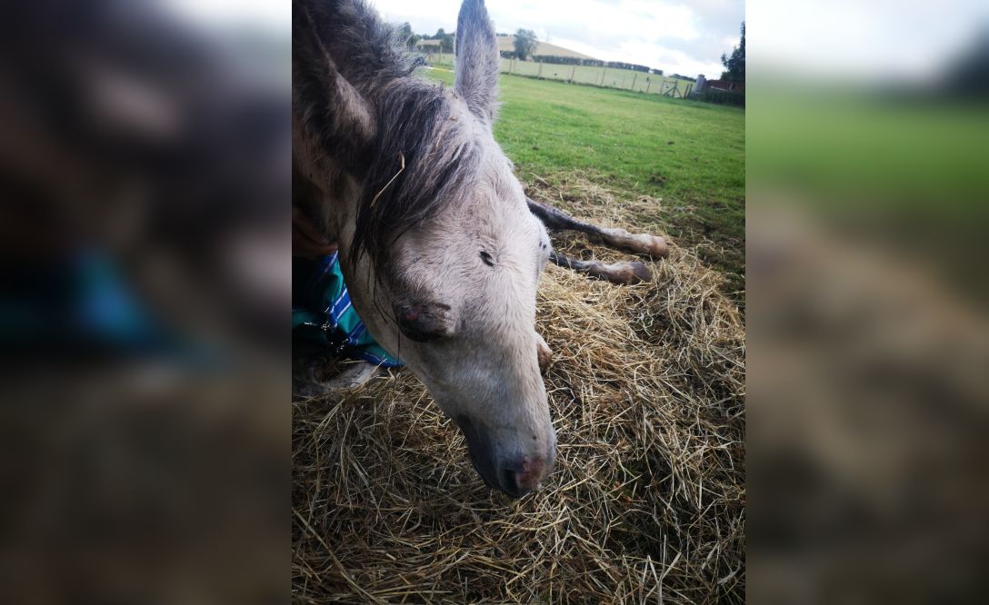 Armagh woman guilty animal welfare offences