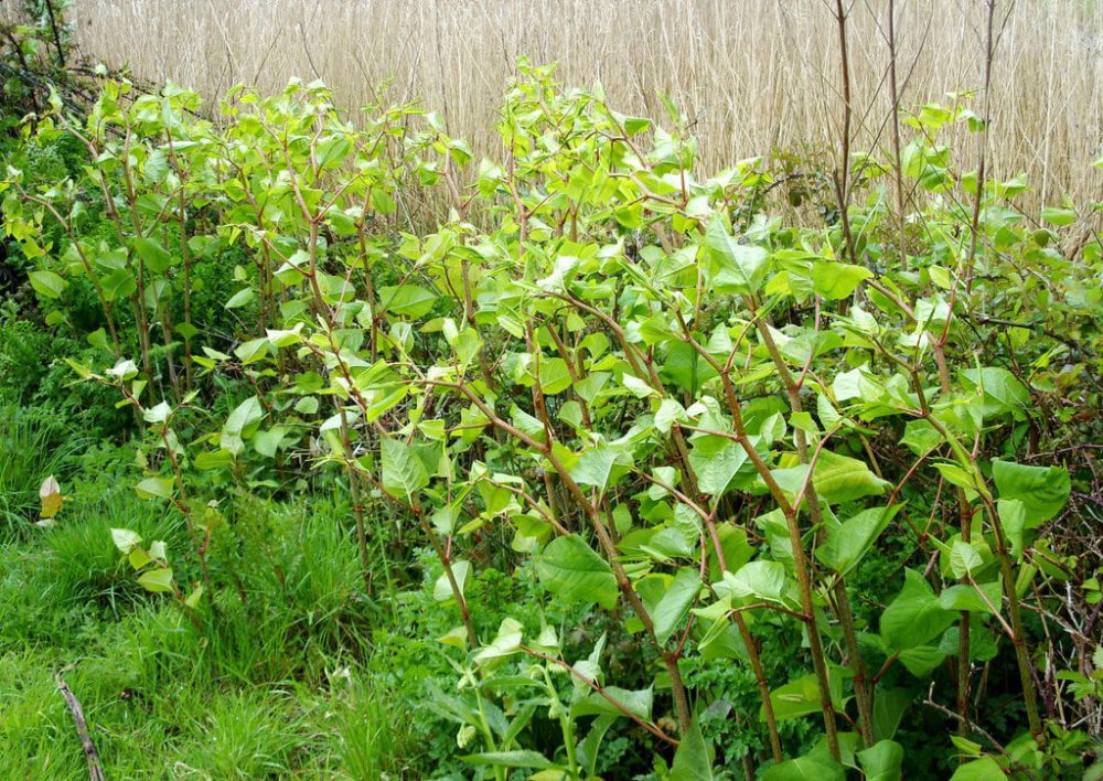 Japanese Knotweed