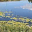 Blue Green algae bloom on calm lake surface.