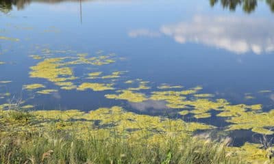 Blue Green algae bloom on calm lake surface.